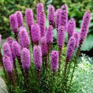 Саджанець Ліатріс колосковий Floristan Violett в контейнері