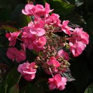 Саджанець Гортензія пильчаста Santiago в контейнері