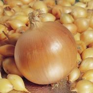 Цибуля саджанка Геркулес