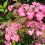 Саджанець Гортензія пильчаста Alveroz в контейнері