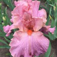 Ирис Social Graces