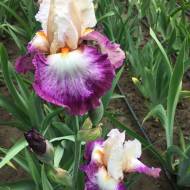 Ирис Bold Fashion