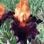 Ирис Brilliant Disguise