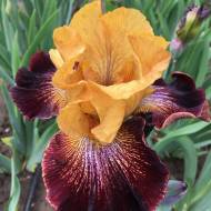 Ірис Cowboy Girl