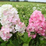 Саджанець Гортензія волотиста Fraise Melba в контейнері