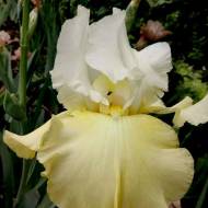 Ирис Wedding Candles