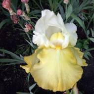 Ірис Wedding Candles