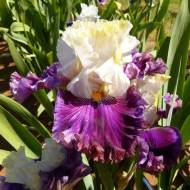 Ирис Elderberry Pie