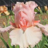 Ірис Heidi Allaina