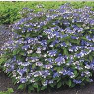 Саджанець Гортензія пильчаста Blue bird в контейнері