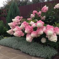 Саджанець Гортензія волотиста (метельчаста) Vanille Fraise в контейнері