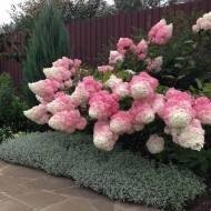 Саджанець Гортензія волотиста (метельчаста) Vanille Fraise в контейнері