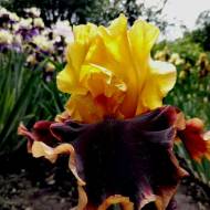 Ірис Ancient Echoes