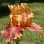 Ірис Aardvark Lark