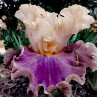 Ирис Act of Kindness