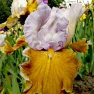 Ирис бородатый Affaire