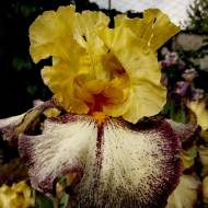 Ірис Aggressively Forward