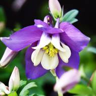 Саженец аквилегии Spring Magic Blue White в контейнере