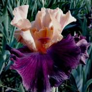 Ирис бородатый Braggadocio
