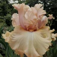 Ірис Kвітка Цісик