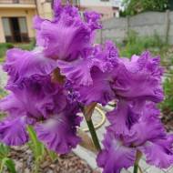 Ірис New Renaissance