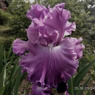 Ирис New Renaissance