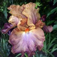 Ірис Woodoo Child