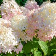 Саджанець Гортензія волотиста Phantom в контейнері