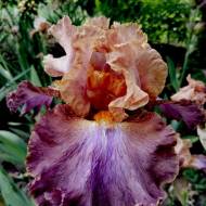 Ирис Woodoo Child