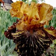 Ирис Spiced Tiger