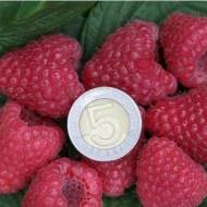 Саджанець малина Мапема в контейнері