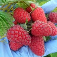 Саженец Малина Радзийова в контейнере