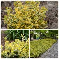 Саджанець Бересклет Форчуна Емеральд Голд в контейнері