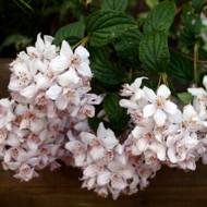 Саджанець Дейція Montrose в контейнері