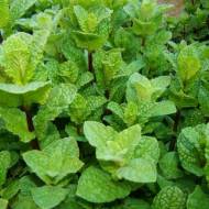 Саджанець М'ята карамельна в контейнері