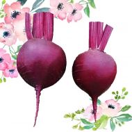 Свекла Шоколадница за 2 г