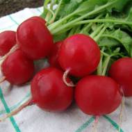 Редис Эстер (Чехия) за 2 г