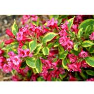 Саджанець Вейгела Brigela в контейнері