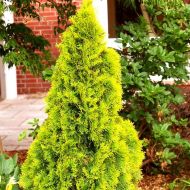 Саженец туи западной Golden Smaragd в контейнере