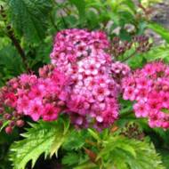 Саджанець Спірея японська Crispa в контейнері