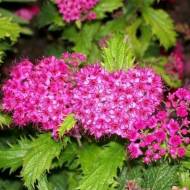 Саджанець Спірея японська Crispa в контейнері