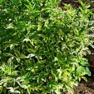 Саджанець Бузина чорна Variegata в контейнері