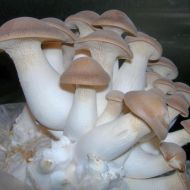 Міцелій грибів Глива Королівська