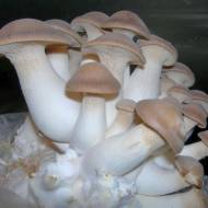 Мицелий грибов Вешенка Королевская