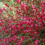 Саджанець Рокитник Boskoop Ruby в контейнері