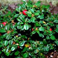 Кизильник Даммера Ейхольц в контейнері