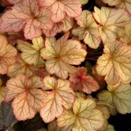 Саджанець Гейхера Pinot Gris в контейнері