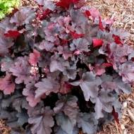 Саджанець Гейхера Emperors New Clothes в контейнері