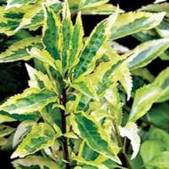 Саджанець Форзиція пістряволиста в контейнері