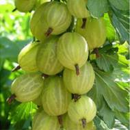 Саженец Крыжовник Инвикта в контейнере